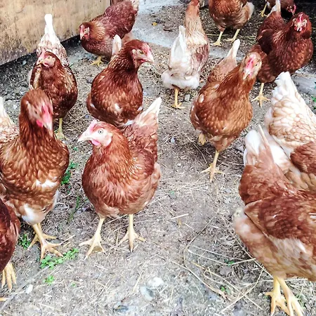 Apartment Almchalet Zillertal-2 By Interhome *